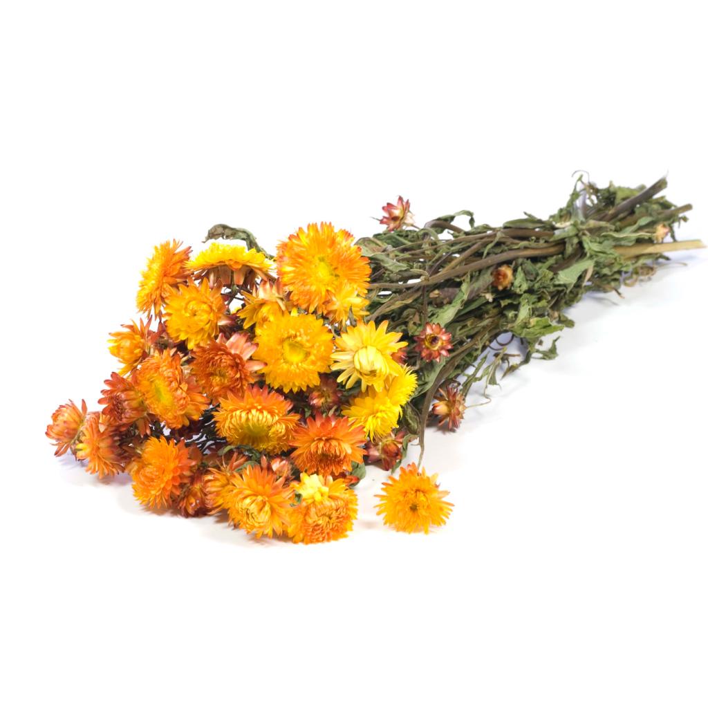 Helichrysum - Orange