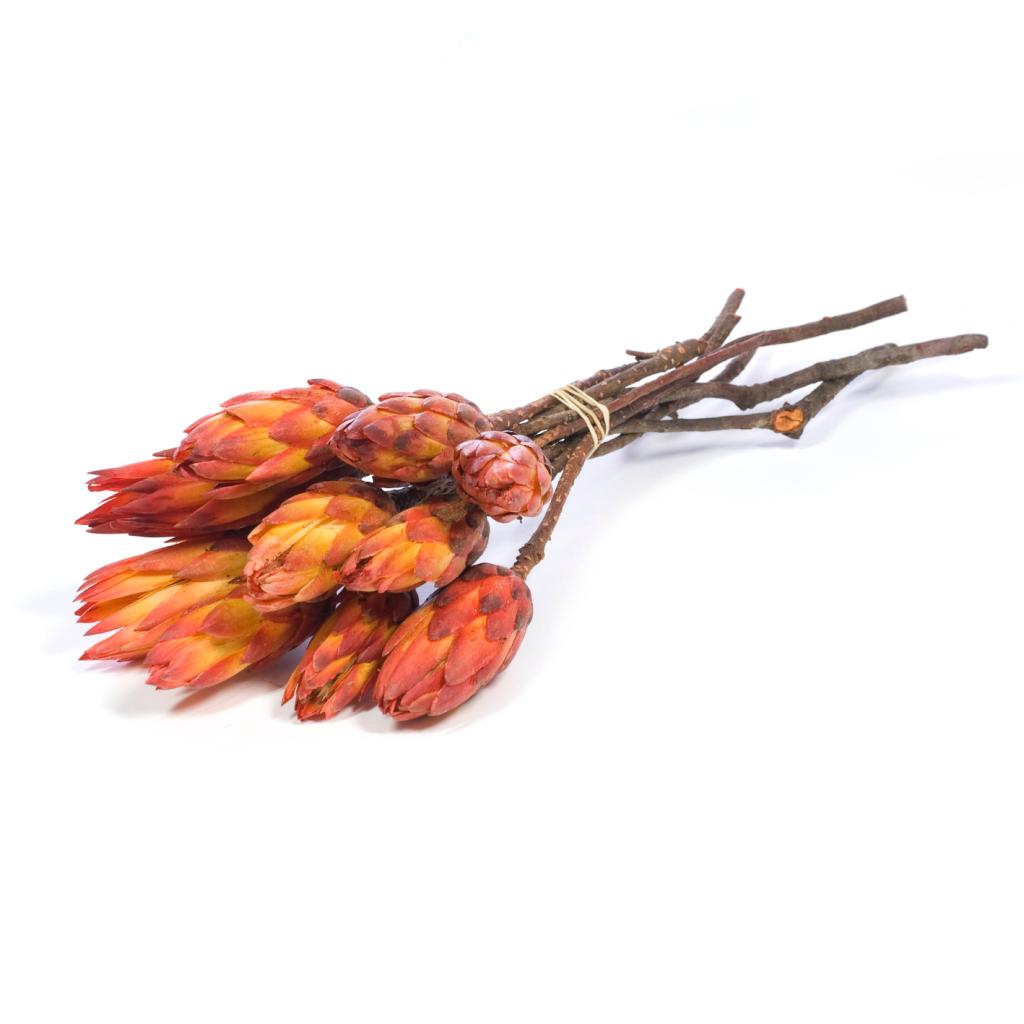 Protea pendula - naturlig rød